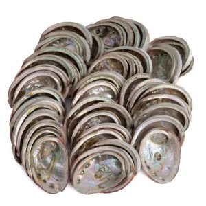 Coquilles d'Ormeaux du Chili - 50 à 100 mm - en vrac (Palette) - 100 KG (env. 400 ~ 500 Pièces)